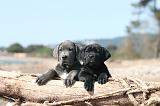 CANE CORSO 469